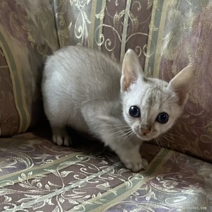 ID：2402-02176の子猫