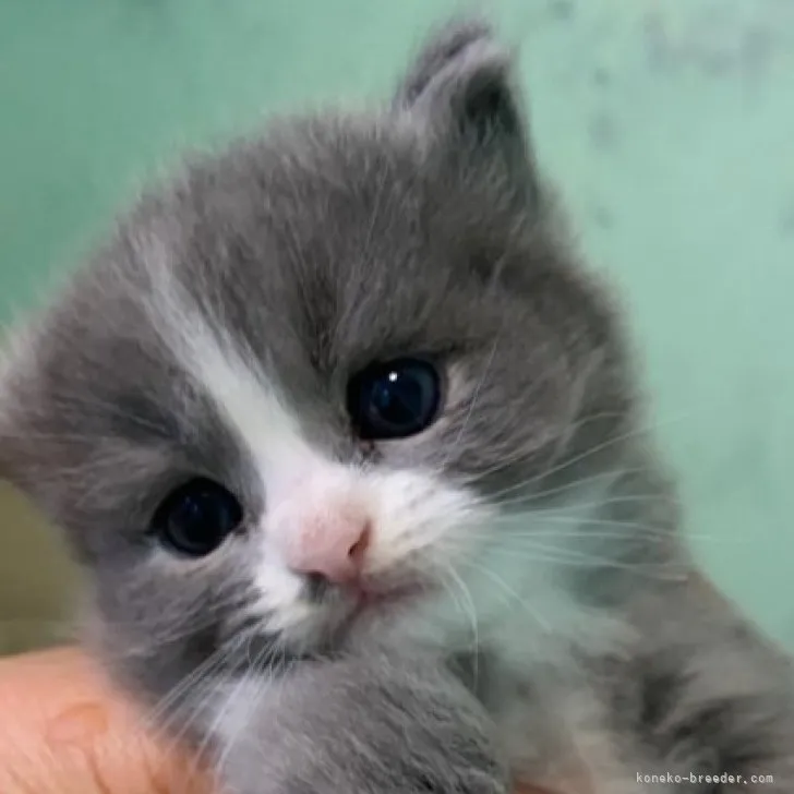ID：2304-00623の子猫
