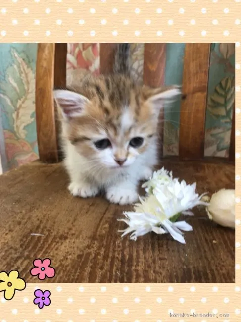 ID：1906-01719の子猫