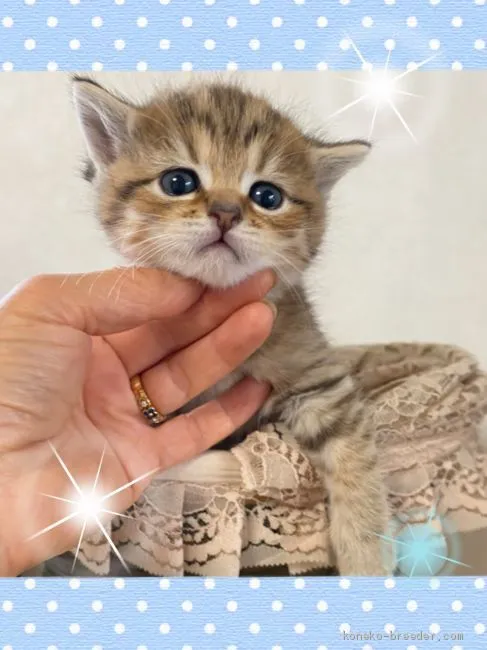 ID:2012-00093の子猫