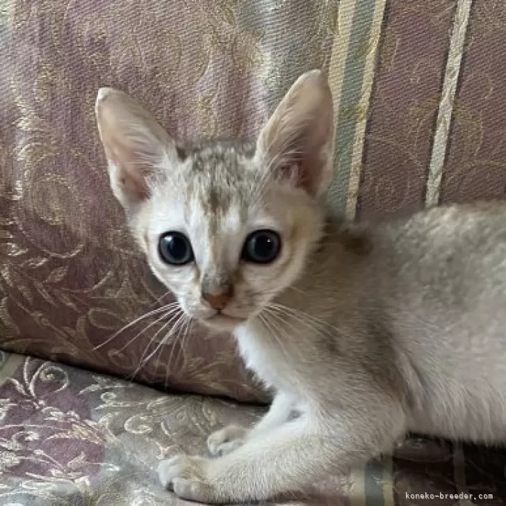 ID:2401-02285の子猫