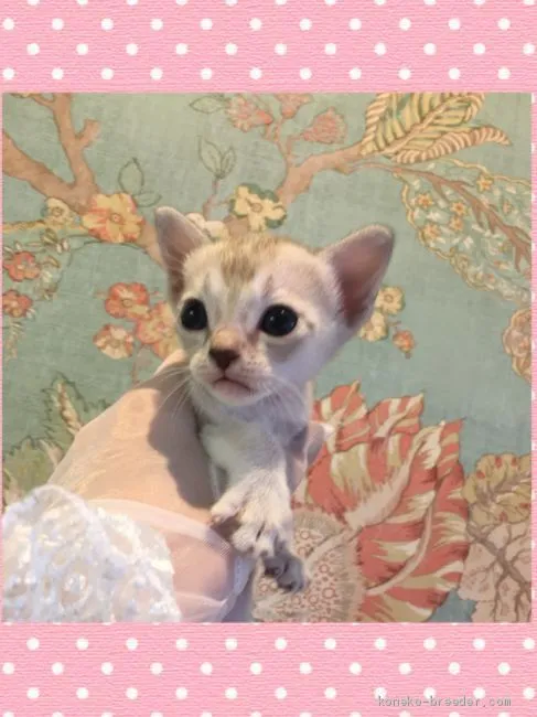 ID：1910-01486の子猫