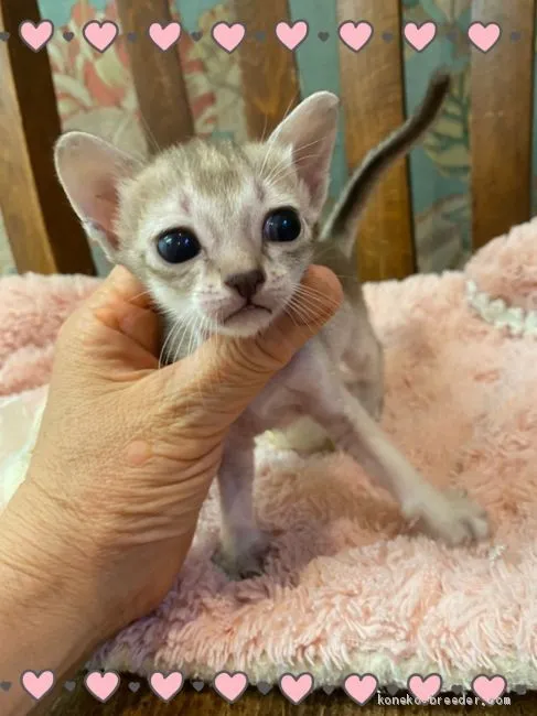 ID:2007-01679の子猫
