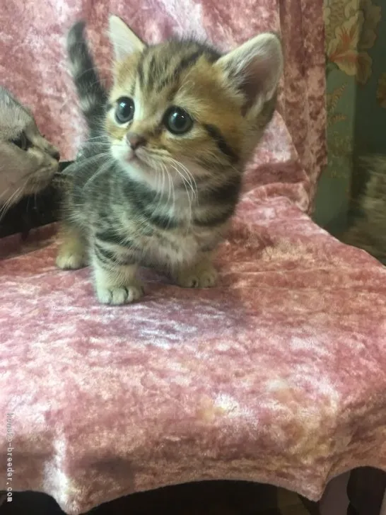 ID：1811-00318の子猫