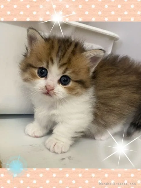 ID:2203-01726の子猫