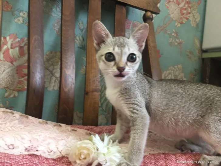 ID:1908-00742の子猫