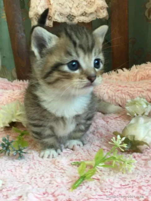 ID：1906-01717の子猫