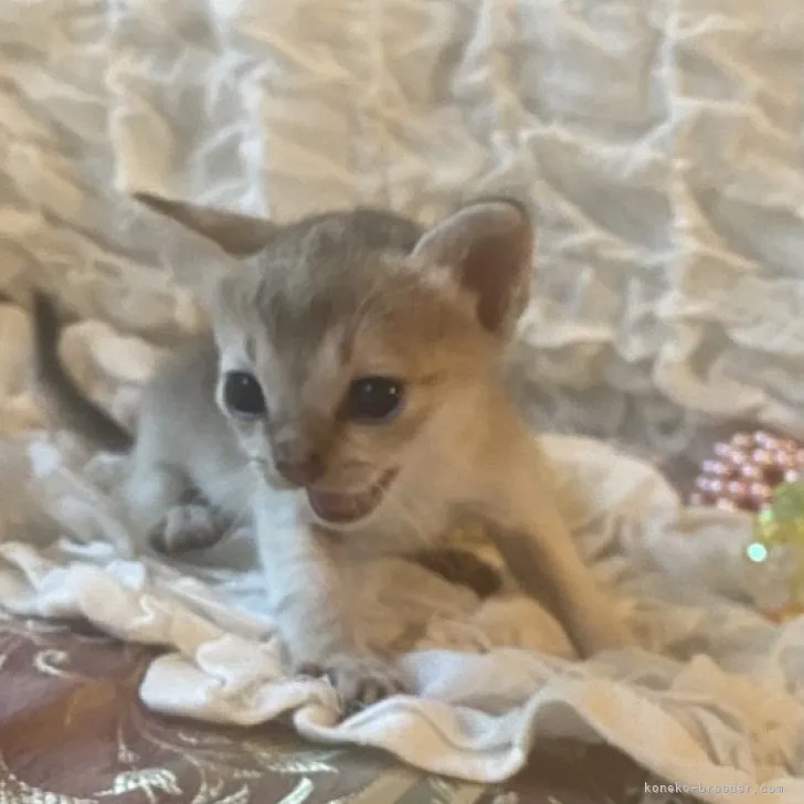 ID:2308-00221の子猫