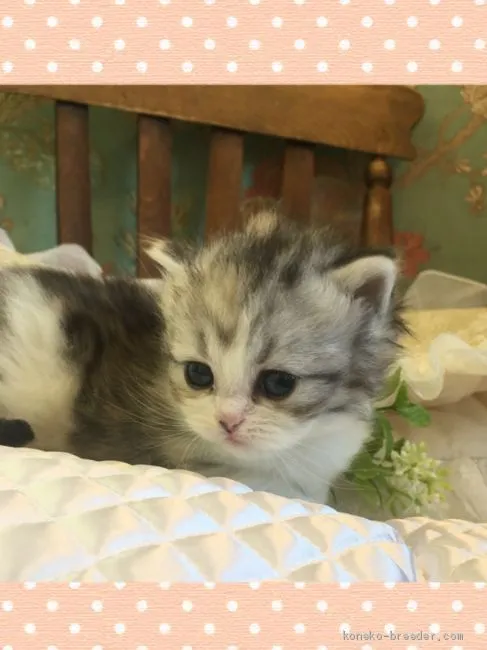 ID：2002-00593の子猫