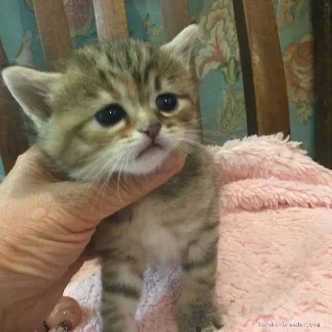 ID：1905-00584の子猫