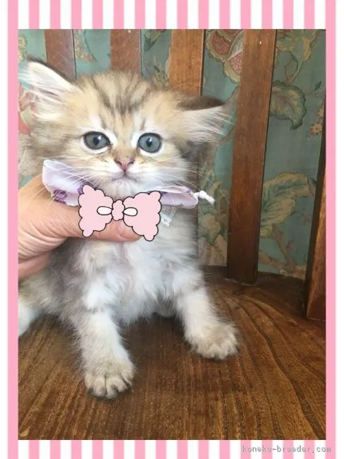 ID:1808-00584の子猫