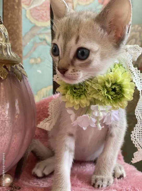 ID：2203-01725の子猫