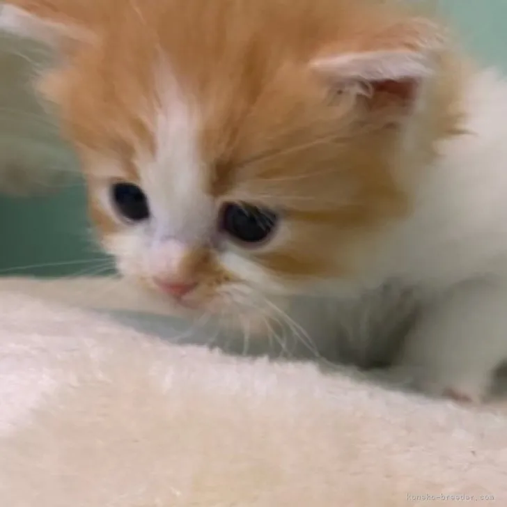 ID:2303-01933の子猫