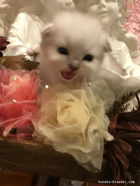 ID:1609-00162の子猫