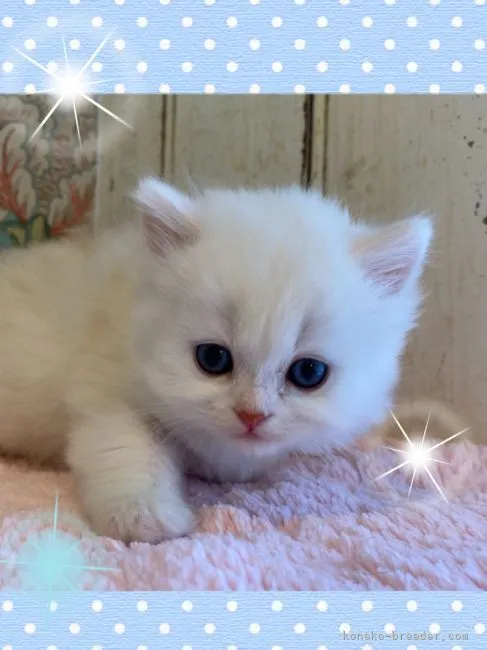 ID:2104-01189の子猫