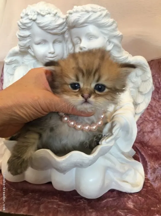 ID:1609-00405の子猫