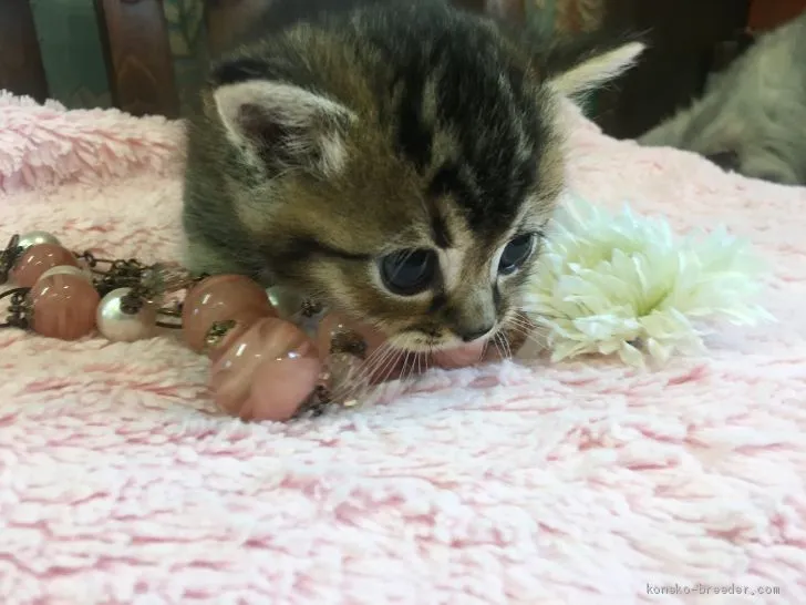 ID:1908-00938の子猫