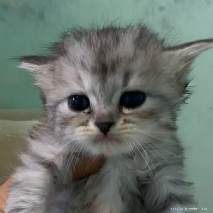 ID:2303-01811の子猫