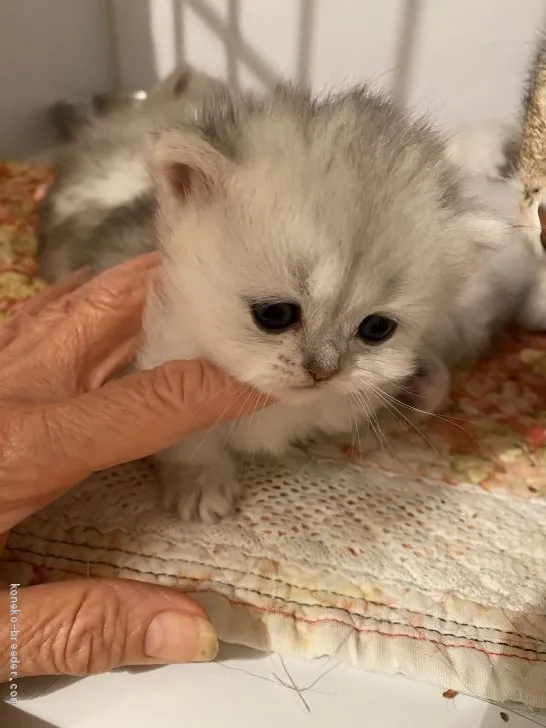 ID:2010-01266の子猫