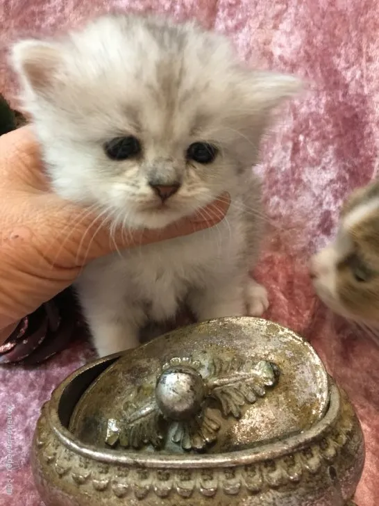 ID：1811-00320の子猫