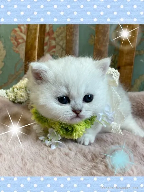 ID：2202-00914の子猫