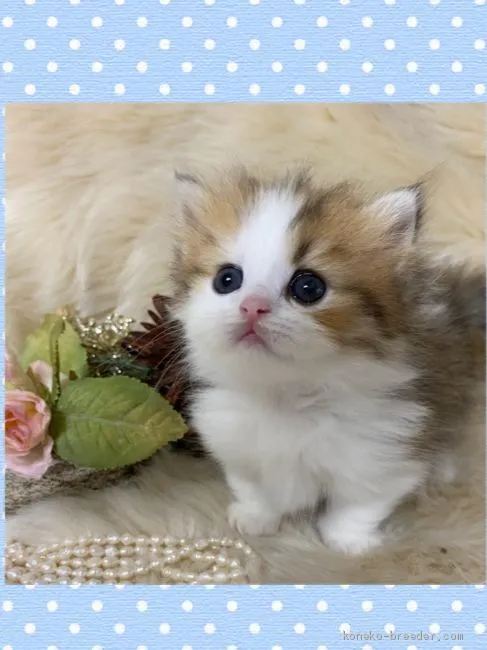 ID：2005-01093の子猫