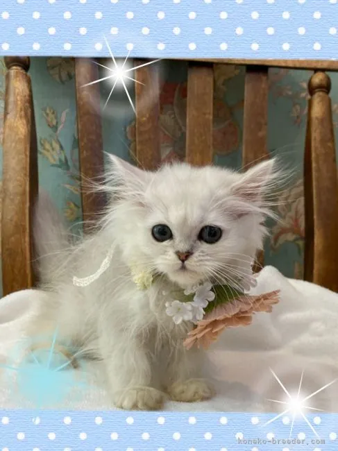 ID:2107-00999の子猫