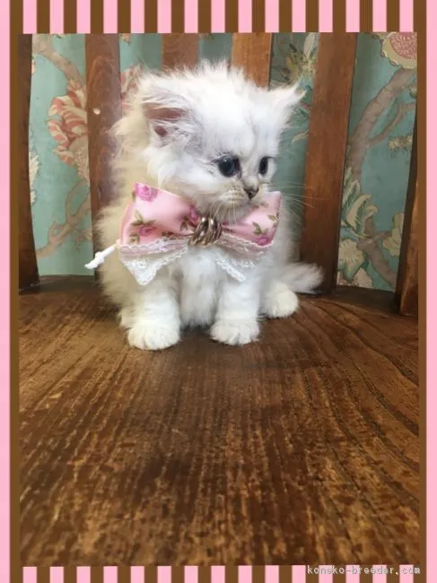 ID：1809-00492の子猫