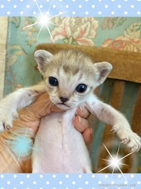 ID：2206-00145の子猫