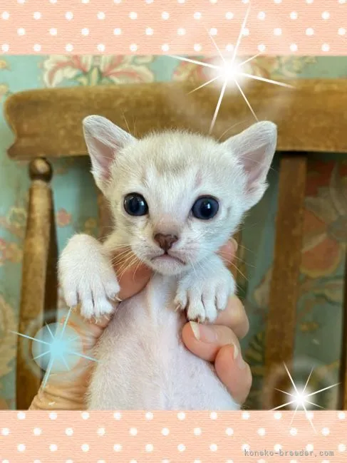 ID：2206-00150の子猫