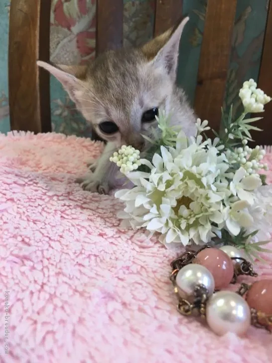 ID：1902-00387の子猫