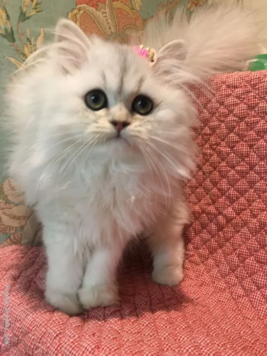 ID:1909-01574の子猫