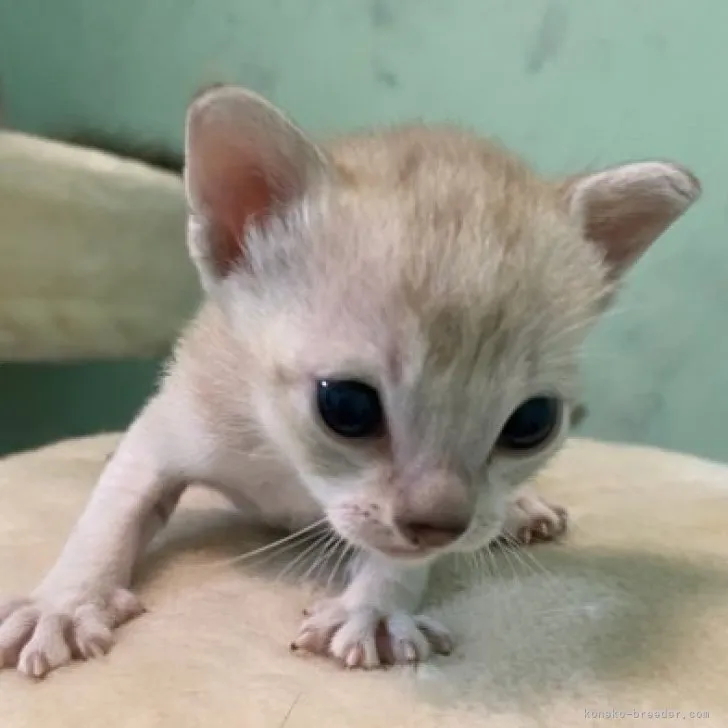 ID:2303-00724の子猫