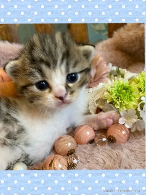 ID：2203-01727の子猫