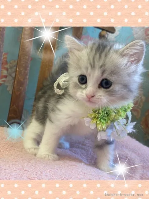 ID：2111-01275の子猫