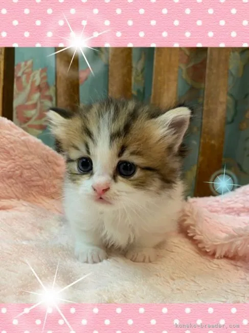 ID:2105-01421の子猫