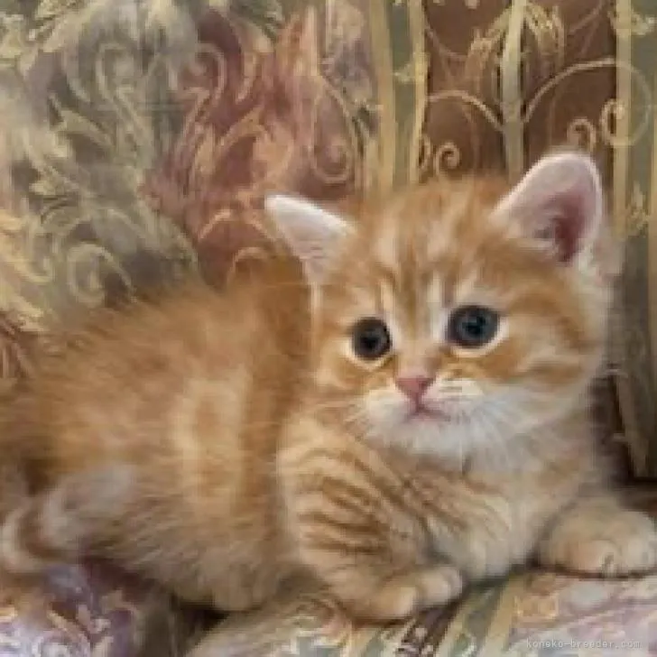ID：2211-01626の子猫