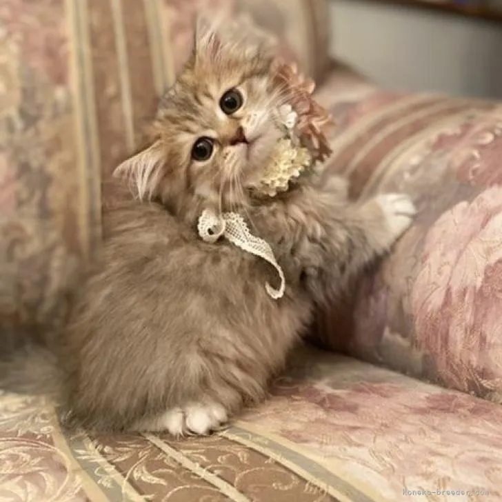 ID:2210-01228の子猫
