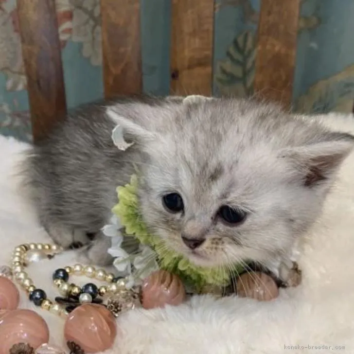 ID：2207-00524の子猫