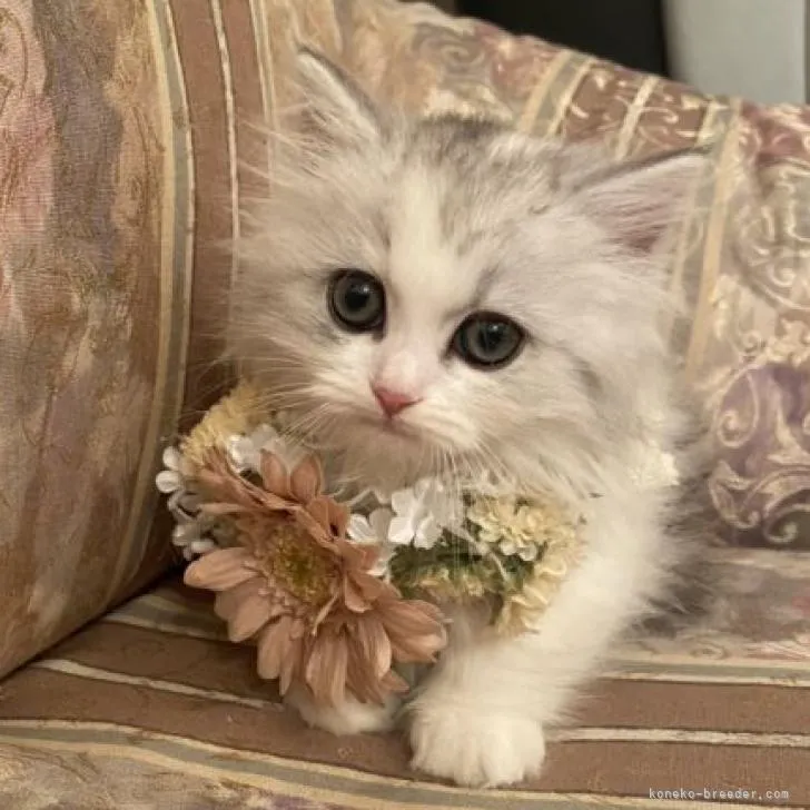 ID:2209-02108の子猫
