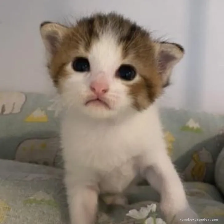 ID:2208-01658の子猫