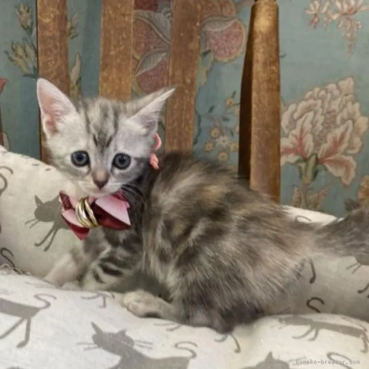 ID:2207-03143の子猫