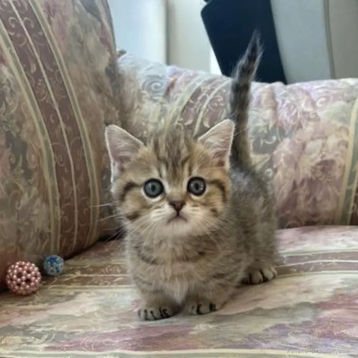 ふら 様のお迎えした子猫
