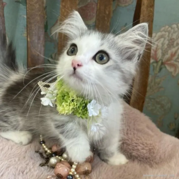 ID：2206-01534の子猫