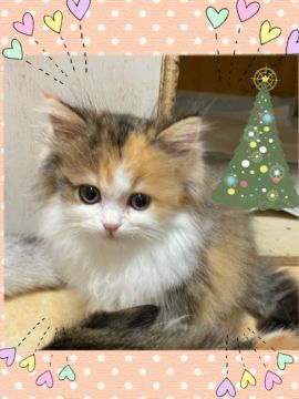 ミヌエット【兵庫県・女の子・2020年9月3日・キャリコ（ロング）】の写真「とても元気で健康そうな可愛い子です。」