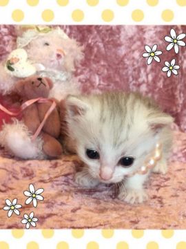ミヌエット【兵庫県・男の子・2017年3月22日・シルバーマッカレルタビー(短足)】の写真「やや小振りでクチュンと、した感じの男の子です。」