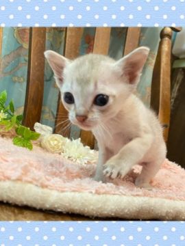 シンガプーラ【兵庫県・男の子・2020年2月20日・セーブルティックドタビー（ショート）】の写真「小振りながらとても元気な男の子
遺伝子検査済み」