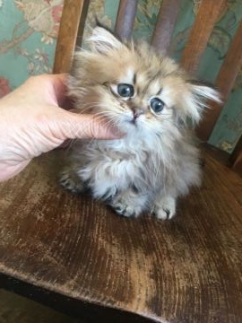ペルシャ(チンチラ)【兵庫県・女の子・2018年6月17日・チンチラ ゴールデン（ロング）】の写真「お茶目で可愛いゴロゴロマン」