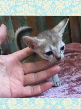 シンガプーラ【兵庫県・男の子・2018年9月10日・セピアアグーティ（ショート）】の写真「両親ともにお目目クリッと可愛い子です。」