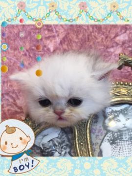 ペルシャ(チンチラ)【兵庫県・男の子・2017年6月21日・チンチラシルバー（ロング）】の写真「お目目の大きな男の子」